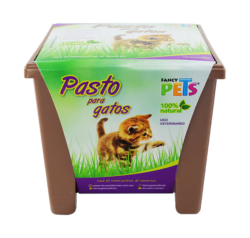 Pasto para gatos